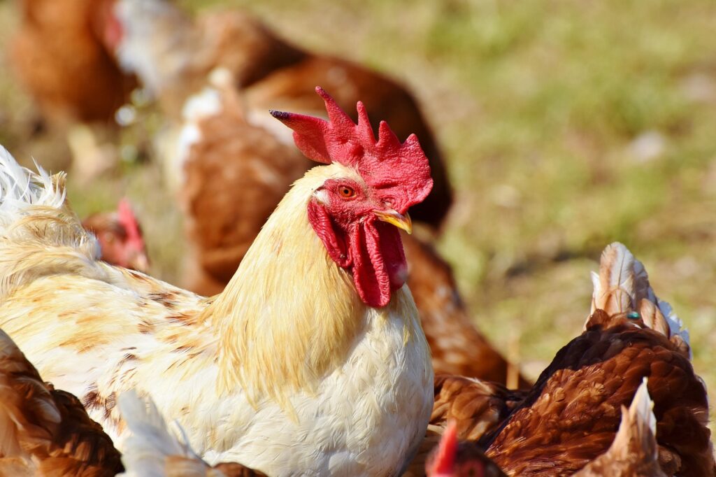 New York live animal markets closed due to bird flu