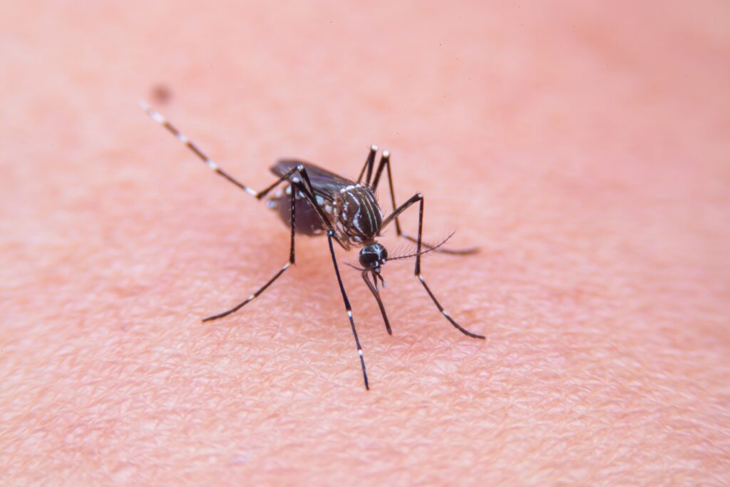New Drug Could Make Human Blood Lethal to Mosquitoes, Offering Hope Against Deadly Diseases