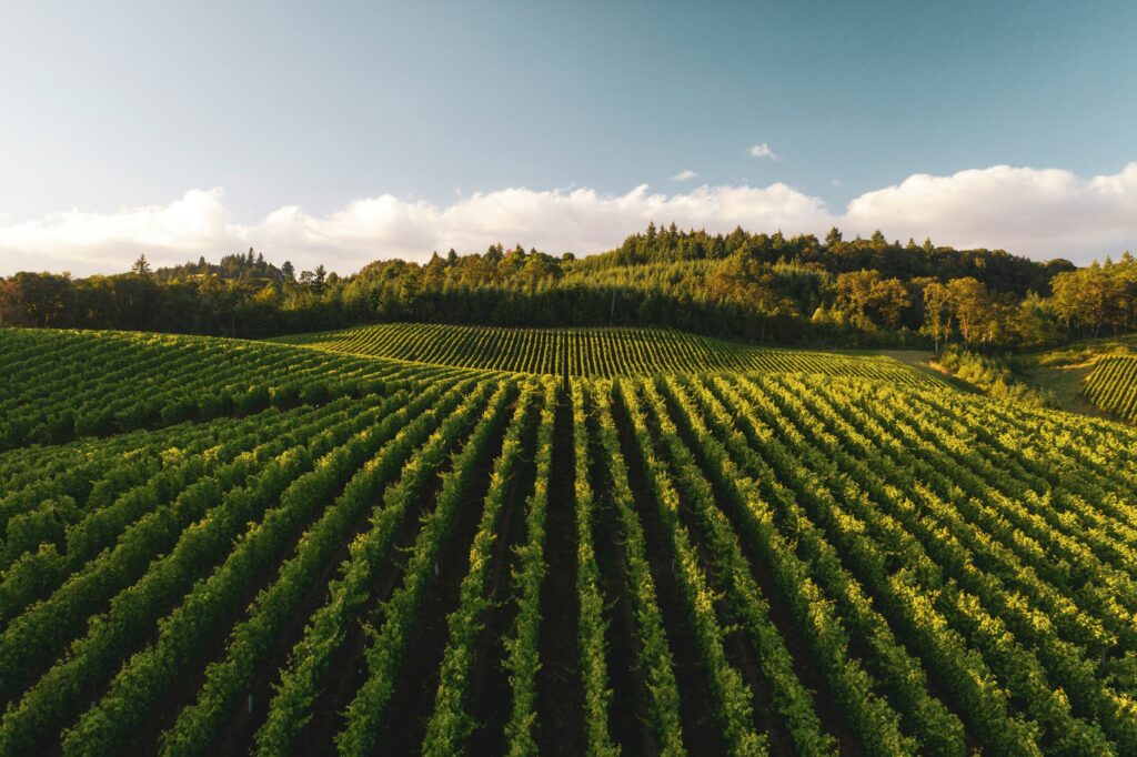 Global Wine Industry Faces Sharp Decline Amid Shifting Tastes