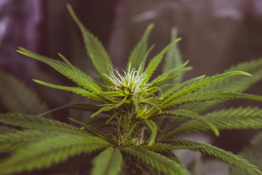 New US Bill Could Open Doors for Cannabis and Psychedelic Research