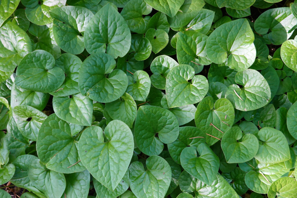 Researchers Uncover Gene Behind Rotting-Flesh Scent in Wild Ginger
