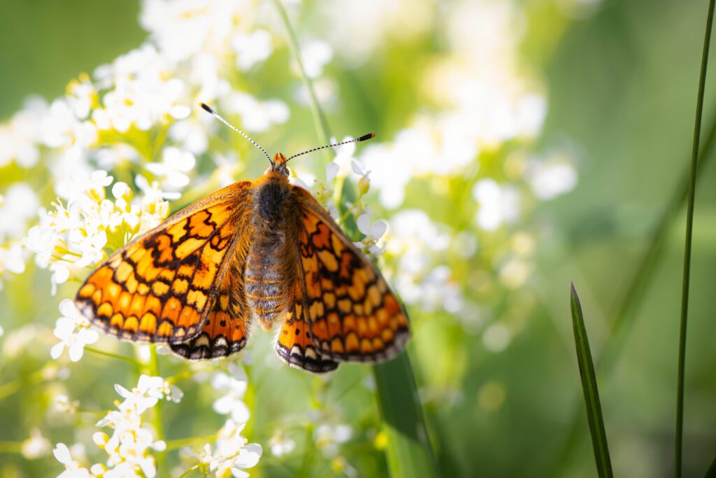 Good Weather Helps Rare Butterfly Rebound in Northern Ireland